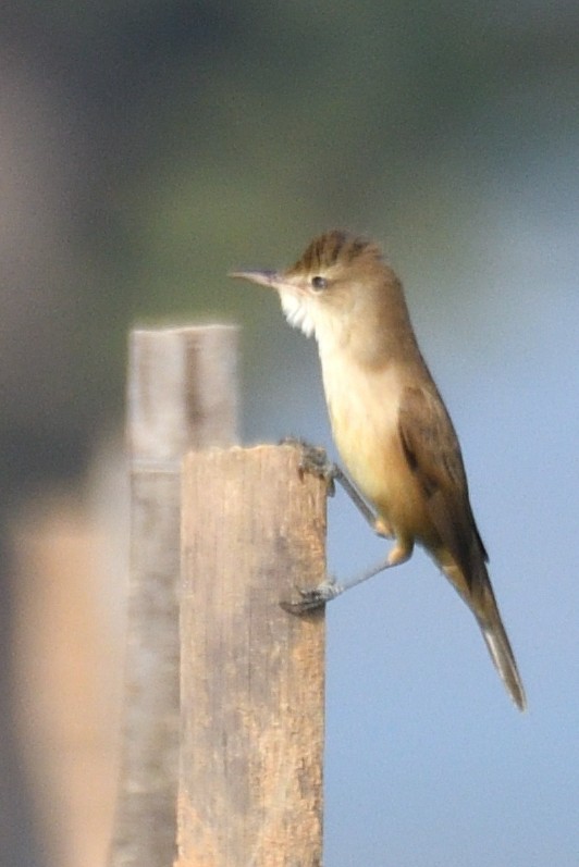 Lezkari zalapartaria - ML645697892