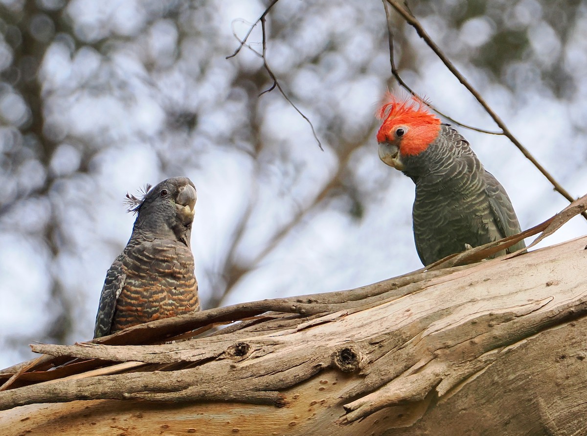 Какаду червоноголовий - ML645697893