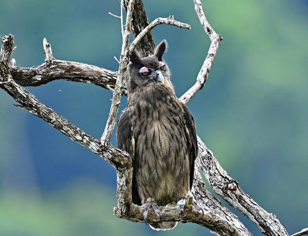 Dusky Eagle-Owl - ML645697894