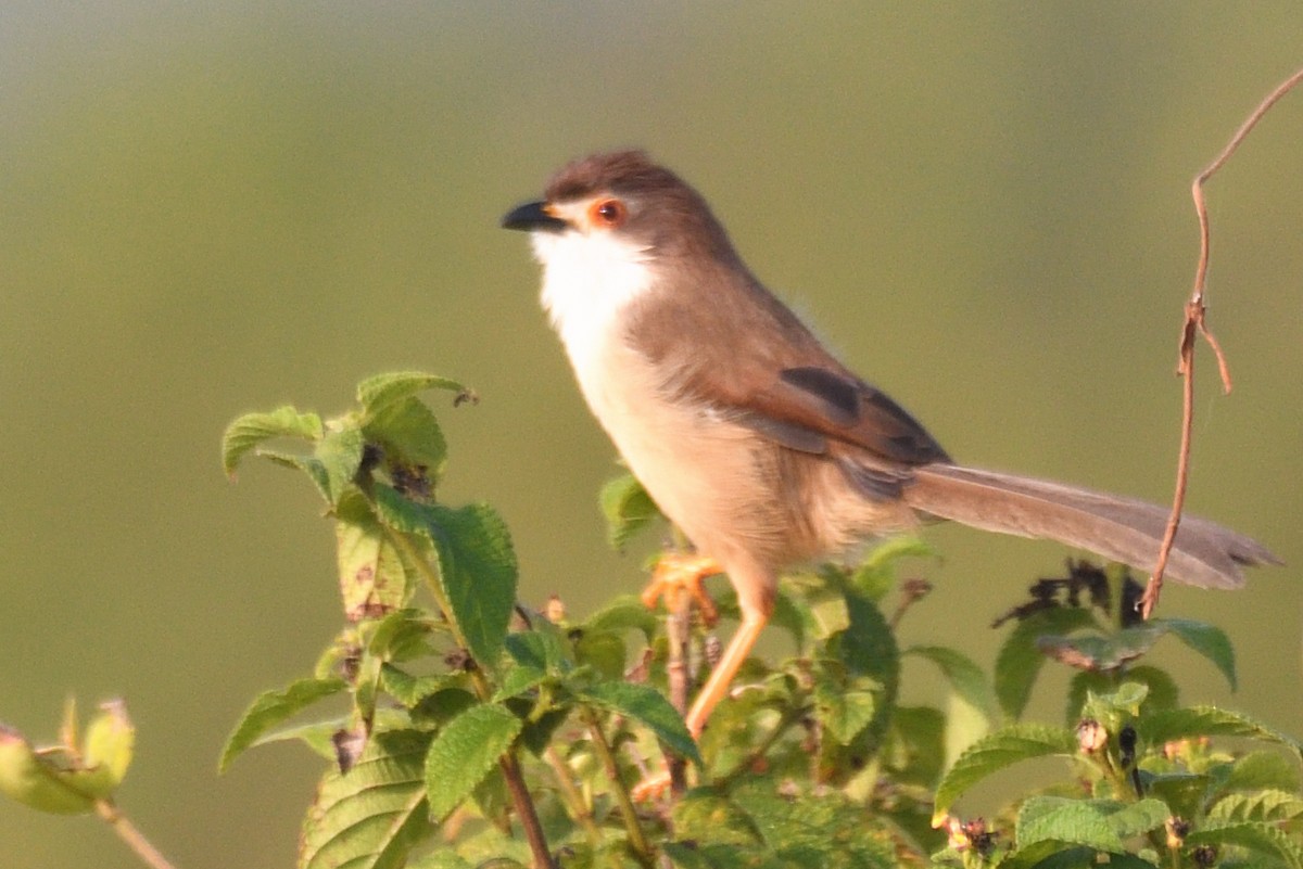 Yellow-eyed Babbler - ML645697896