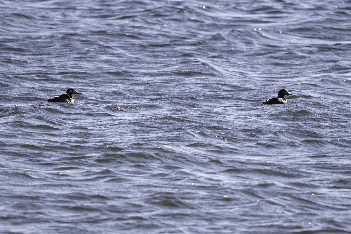 White-winged Scoter - ML645697898