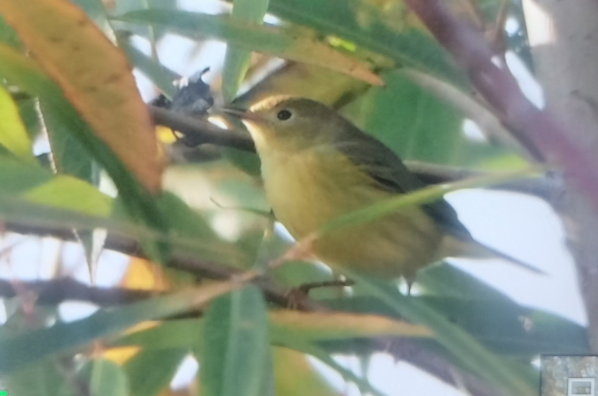 Northern Yellow Warbler - ML645697907