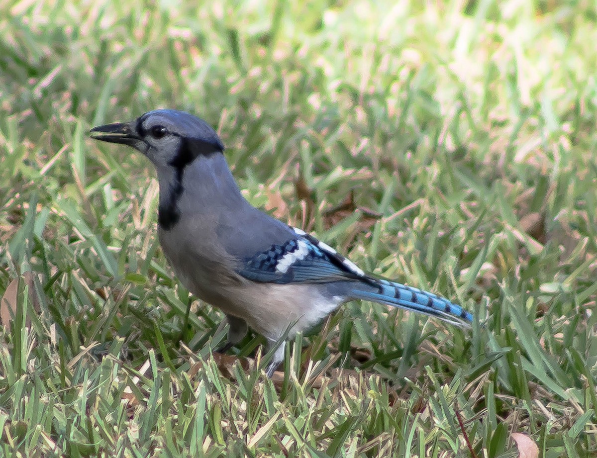 Blue Jay - ML645697916