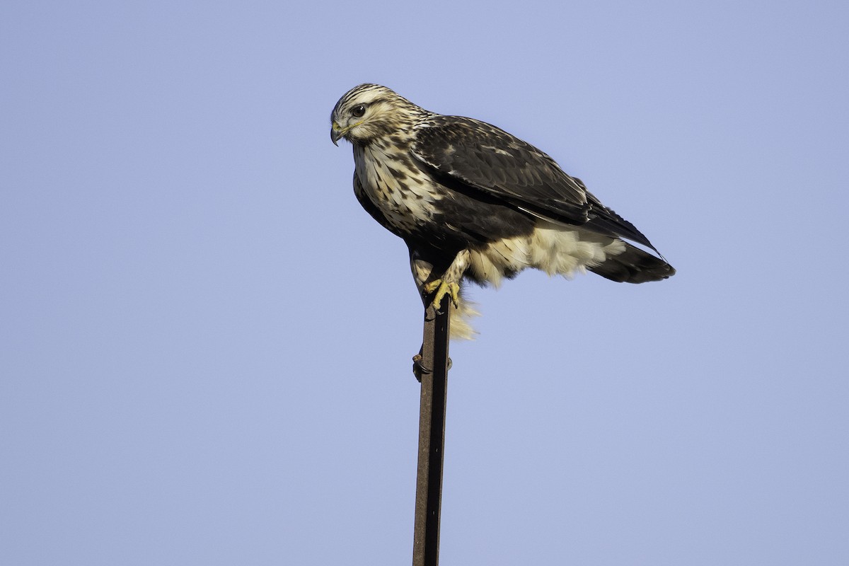 Rough-legged Hawk - ML645697923