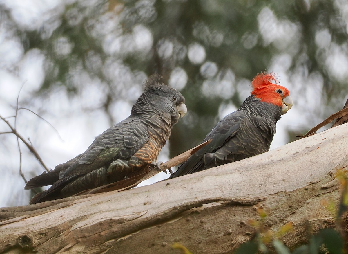 Gang-gang Cockatoo - ML645697930