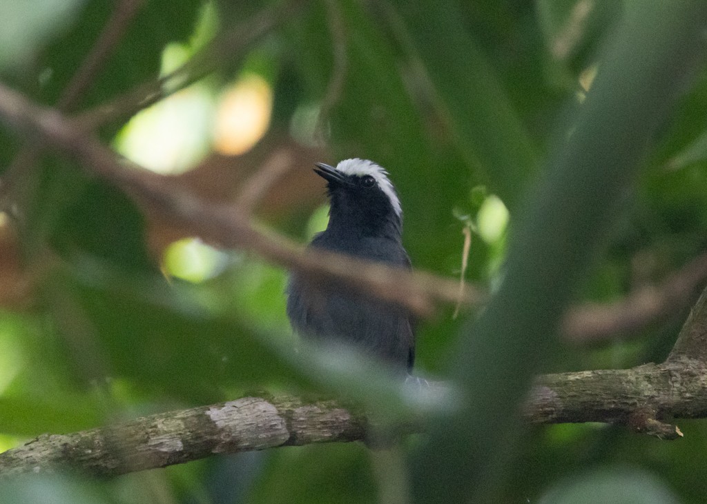White-browed Antbird - ML645697942