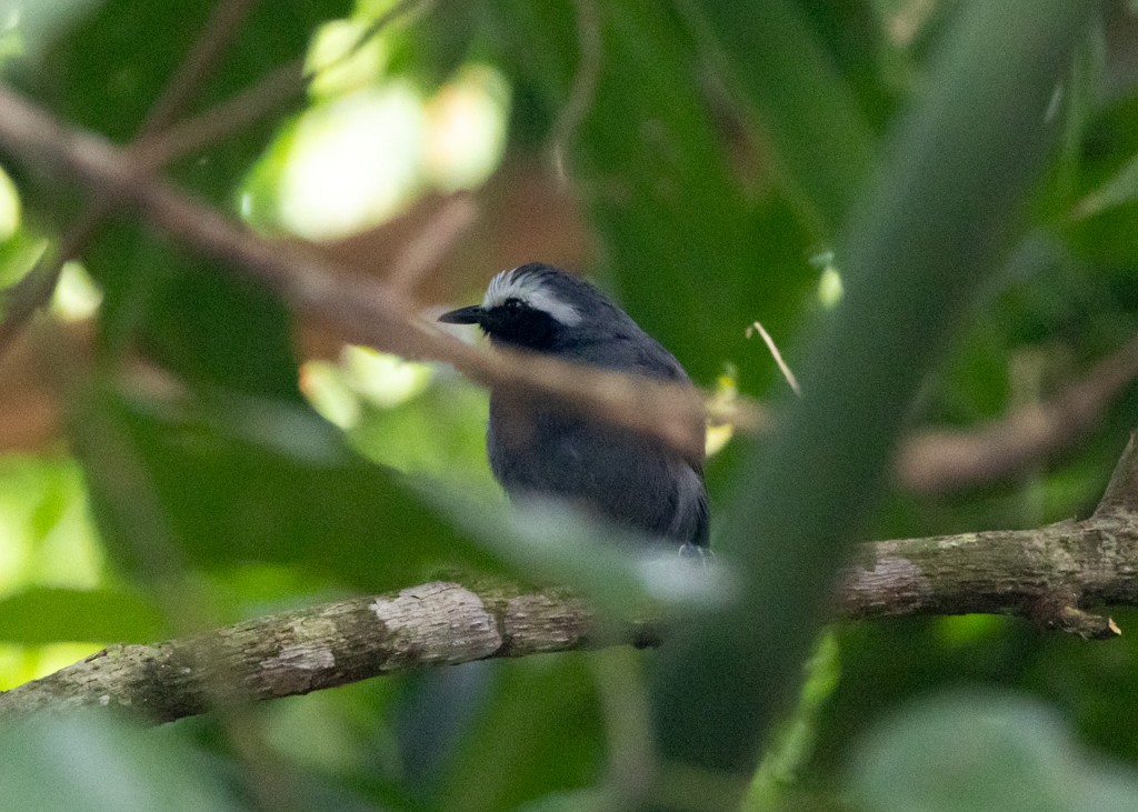 White-browed Antbird - ML645697943