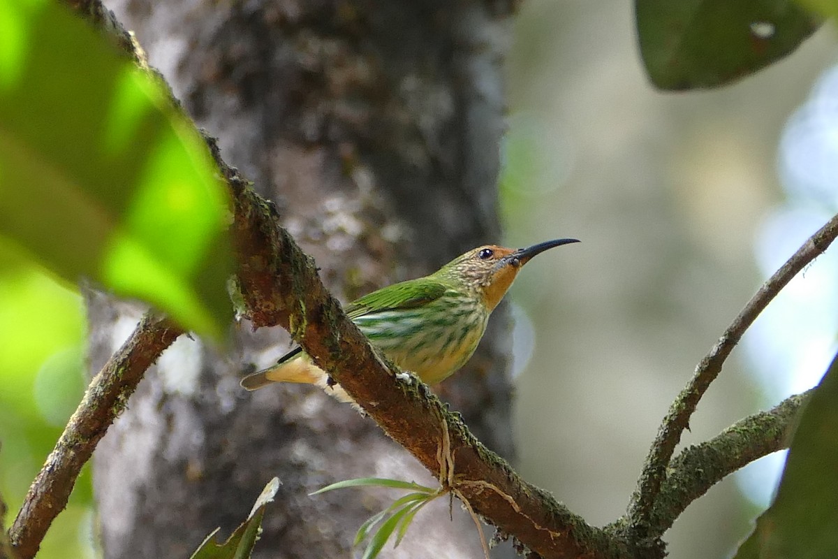 Purple Honeycreeper - ML645697962