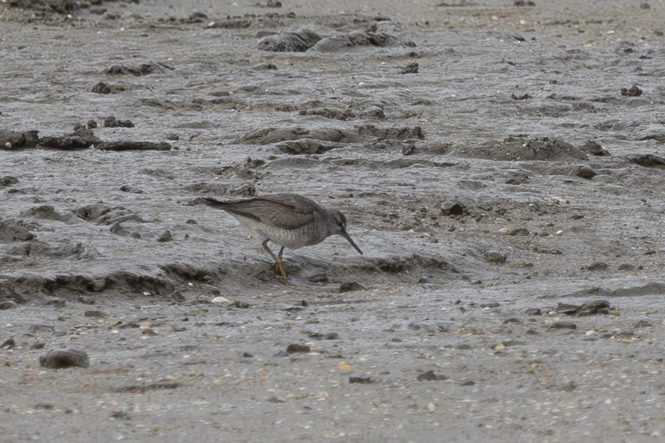 Playero Siberiano - ML645697965