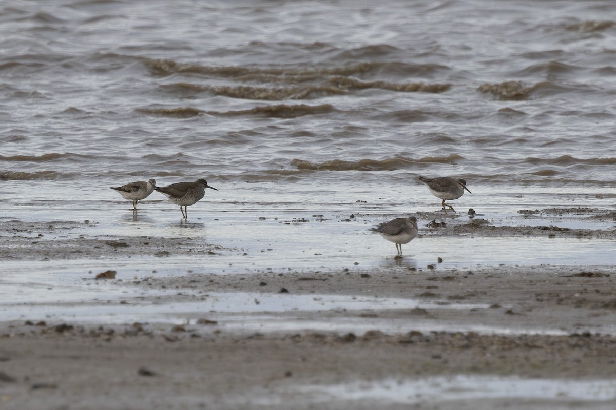 Playero Siberiano - ML645697966