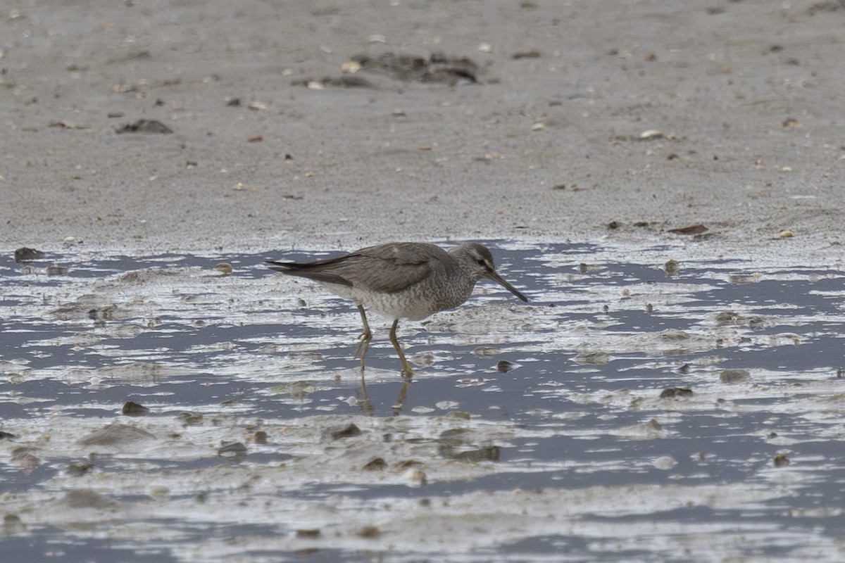 Playero Siberiano - ML645697967