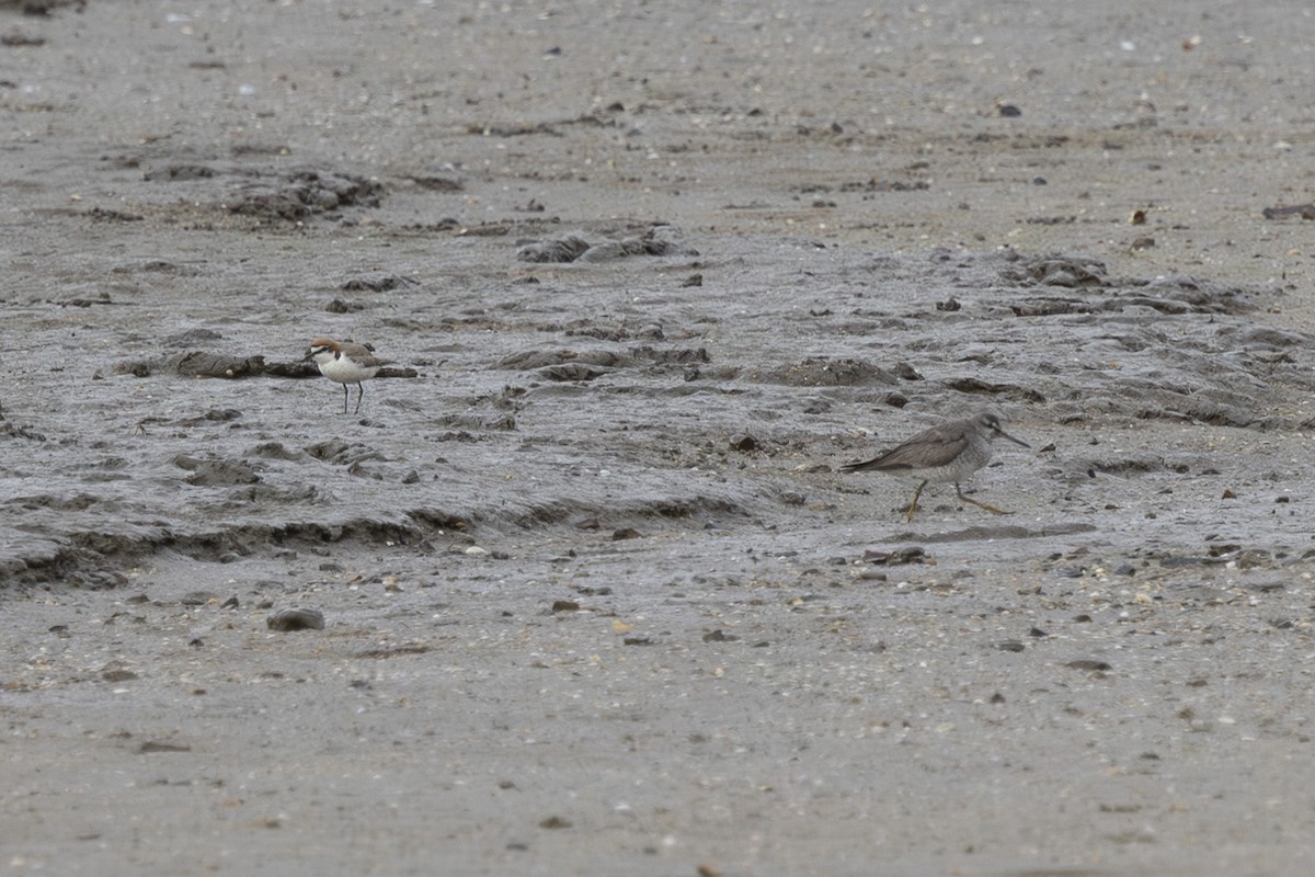 Playero Siberiano - ML645697968