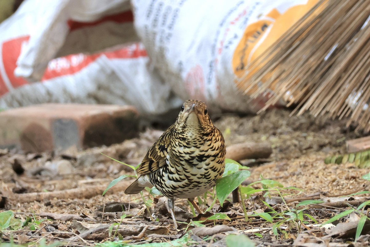 White's Thrush - ML645697990