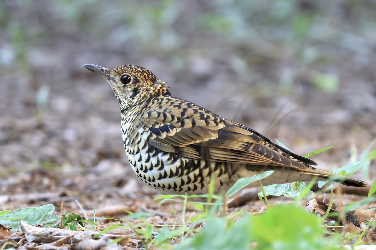 White's Thrush - ML645697991
