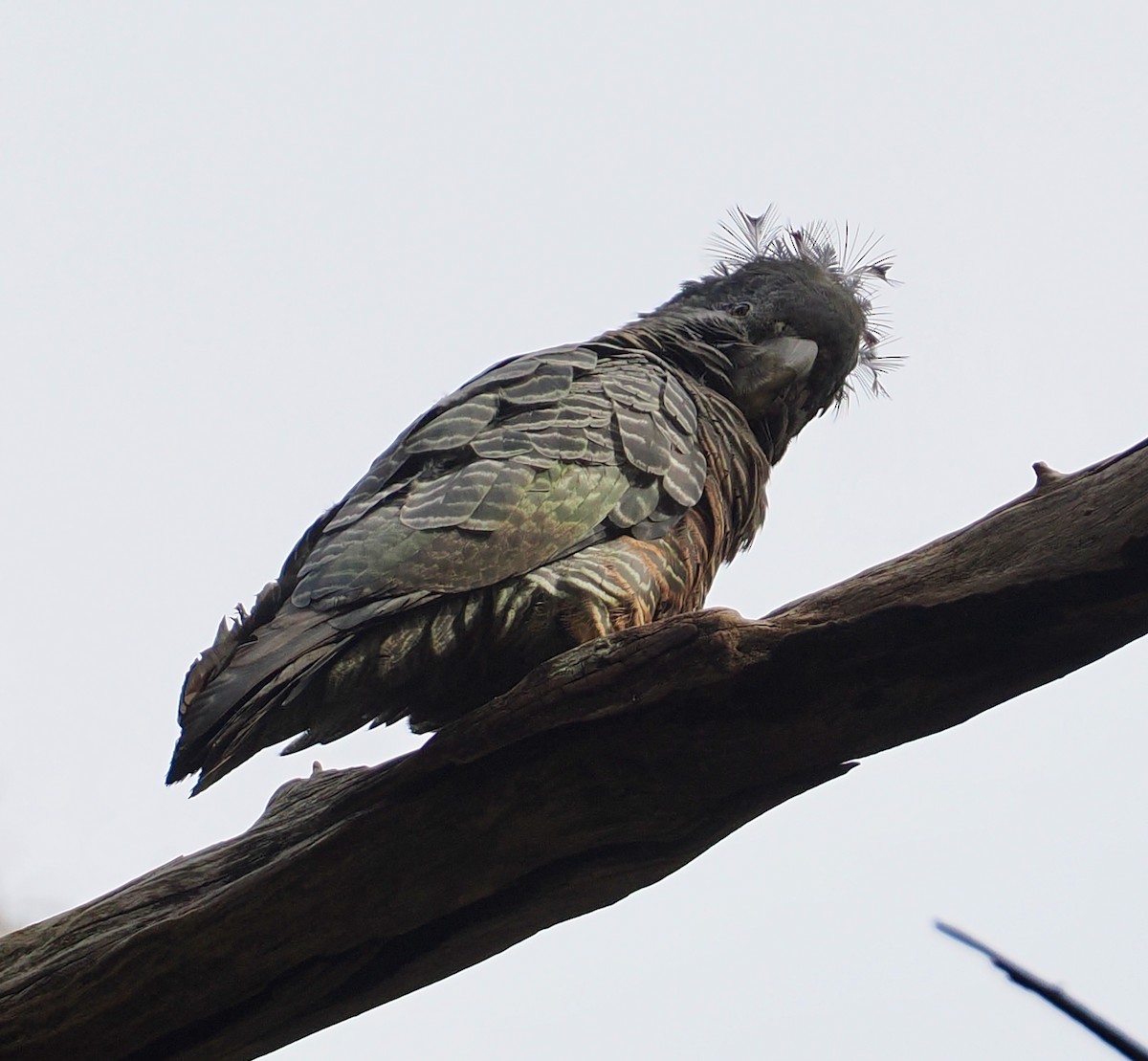 Gang-gang Cockatoo - ML645697992