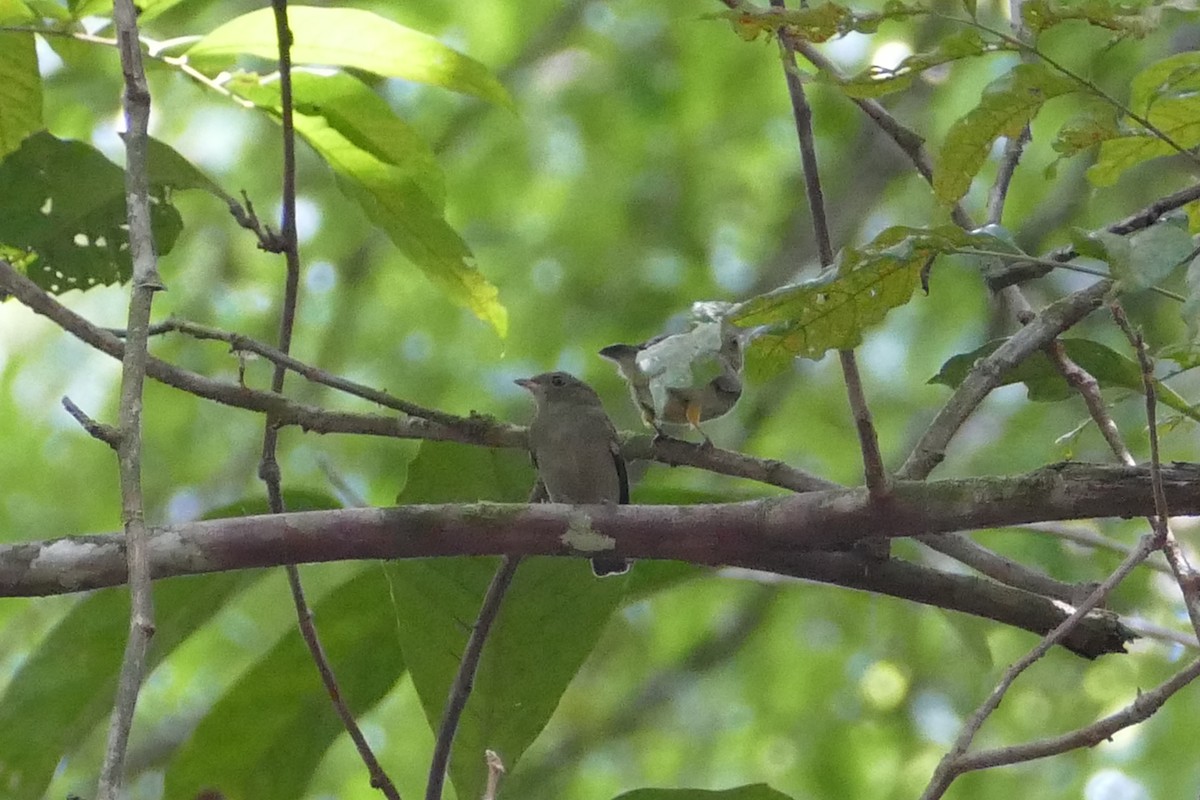Red-headed Manakin - ML645698000