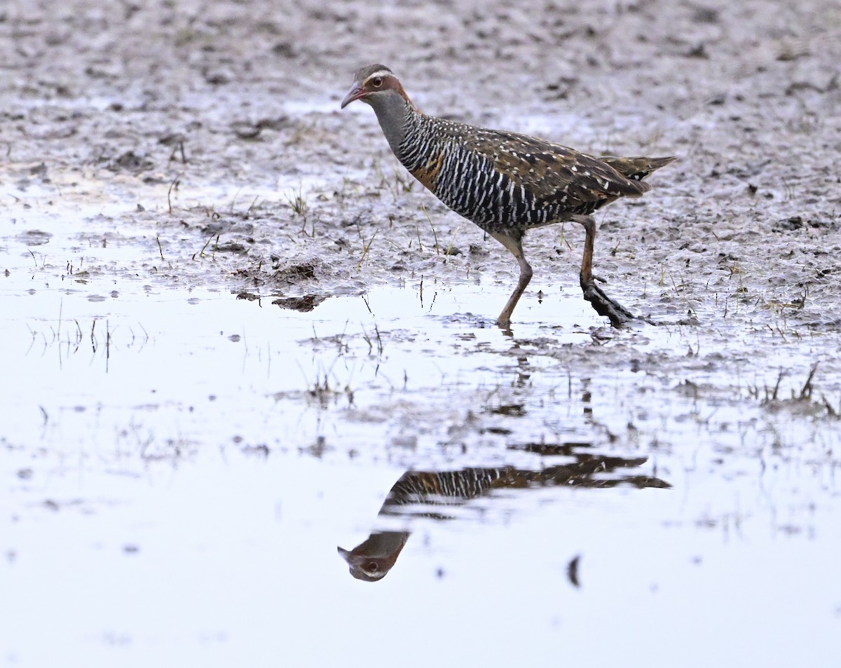 Buff-banded Rail - ML645698022
