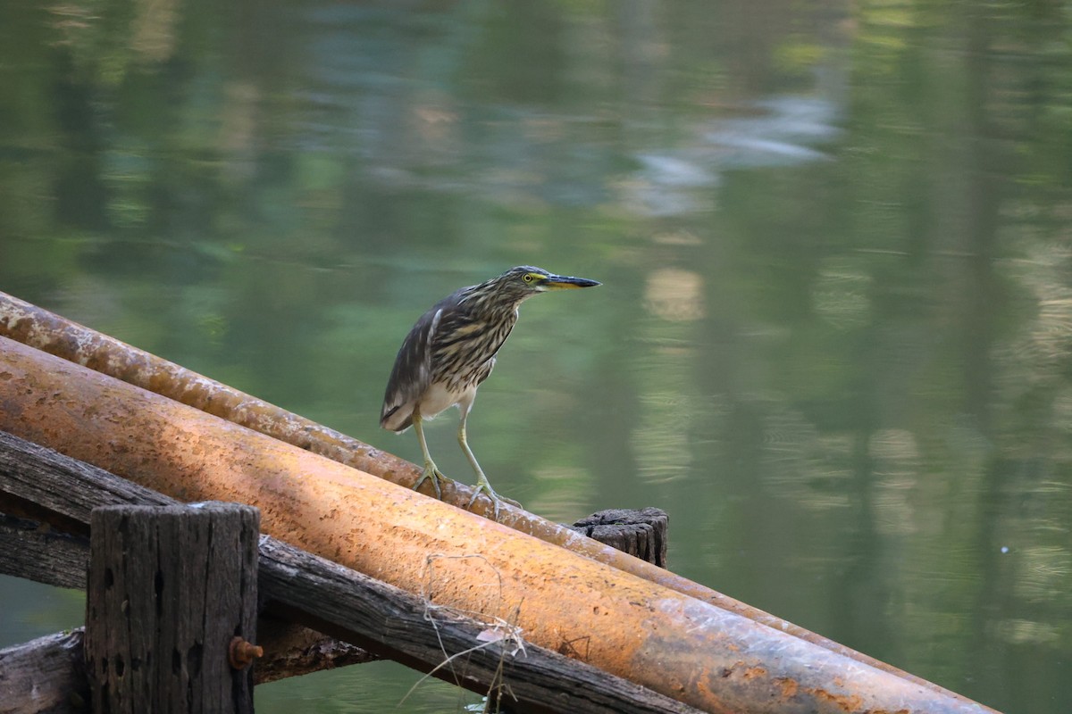 heron sp. - ML645698025