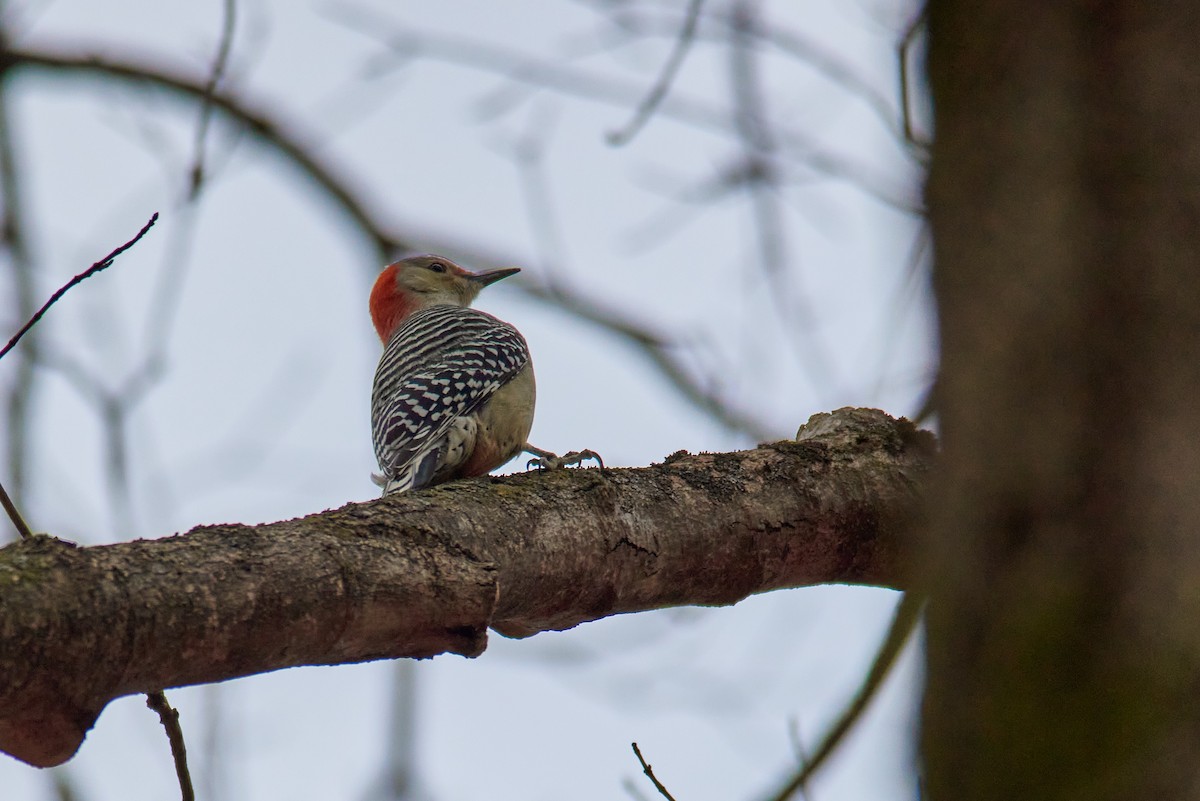 Red-bellied Woodpecker - ML645698026