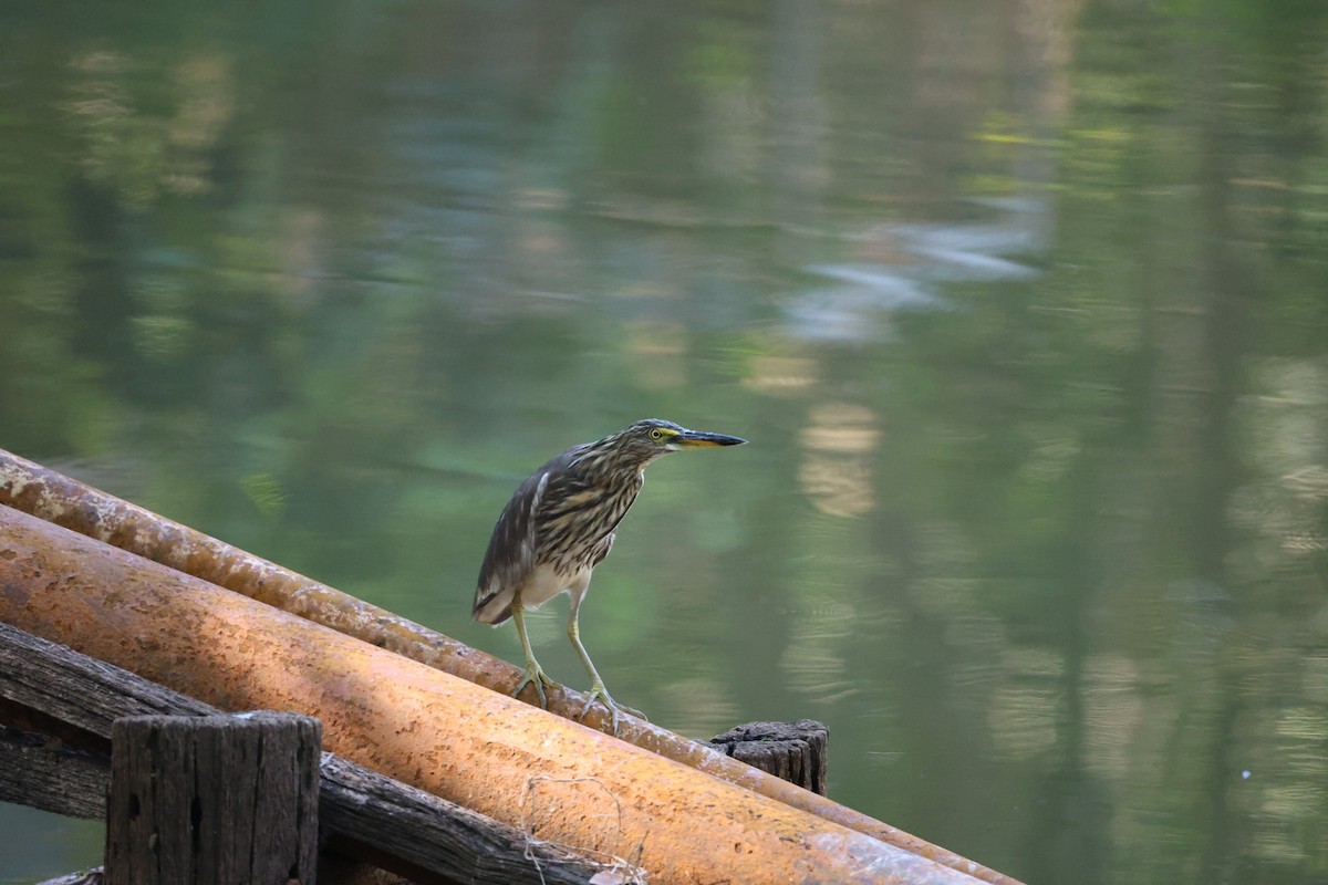 heron sp. - ML645698027