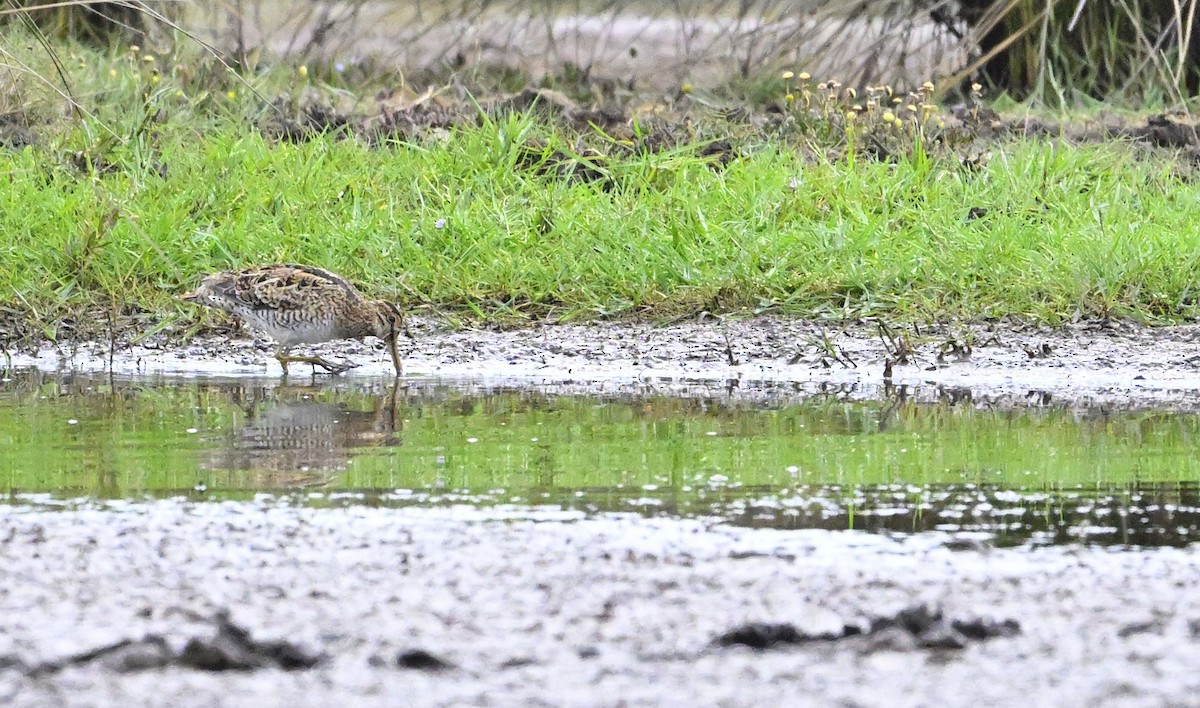 Latham's Snipe - ML645698031