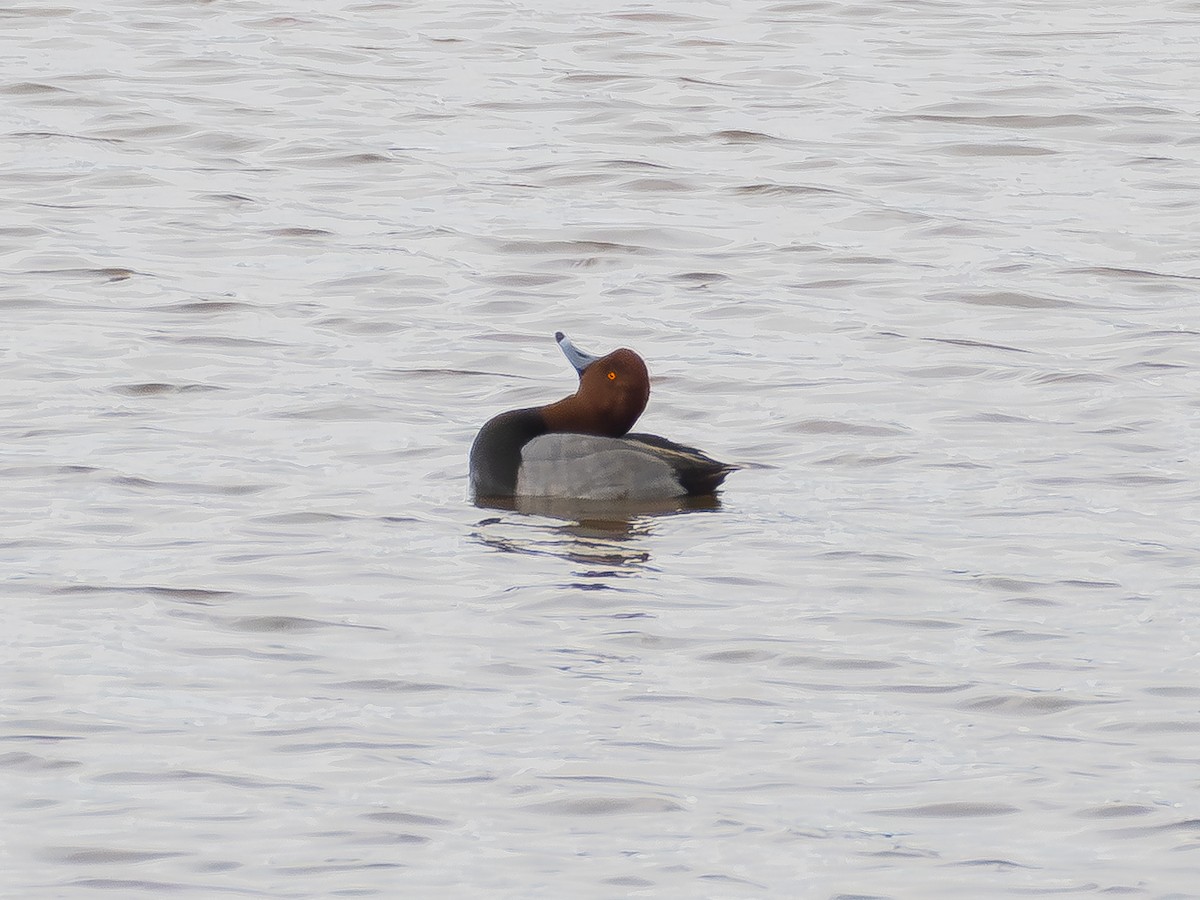 Попелюх американський - ML645698033