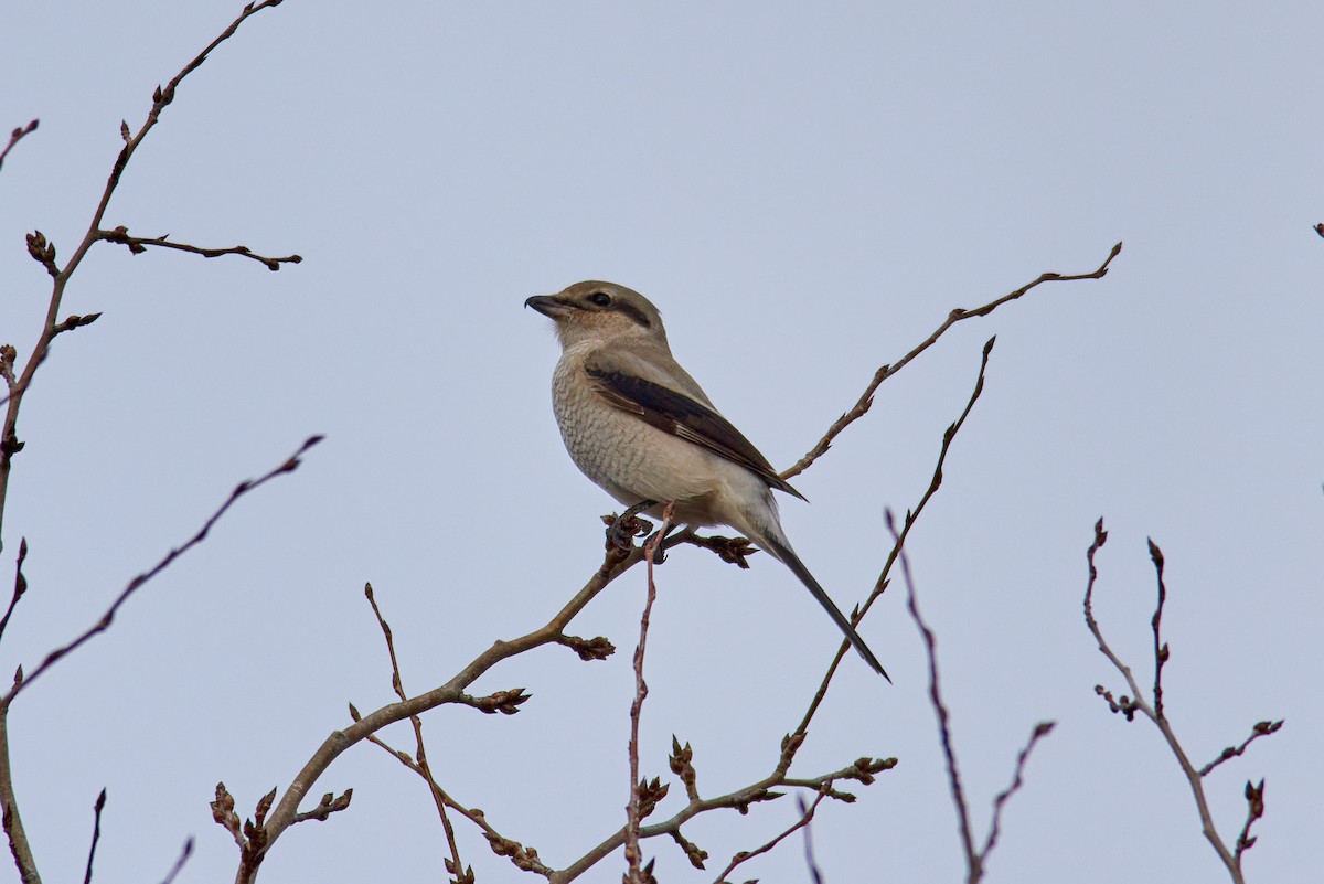 Northern Shrike - ML645698035