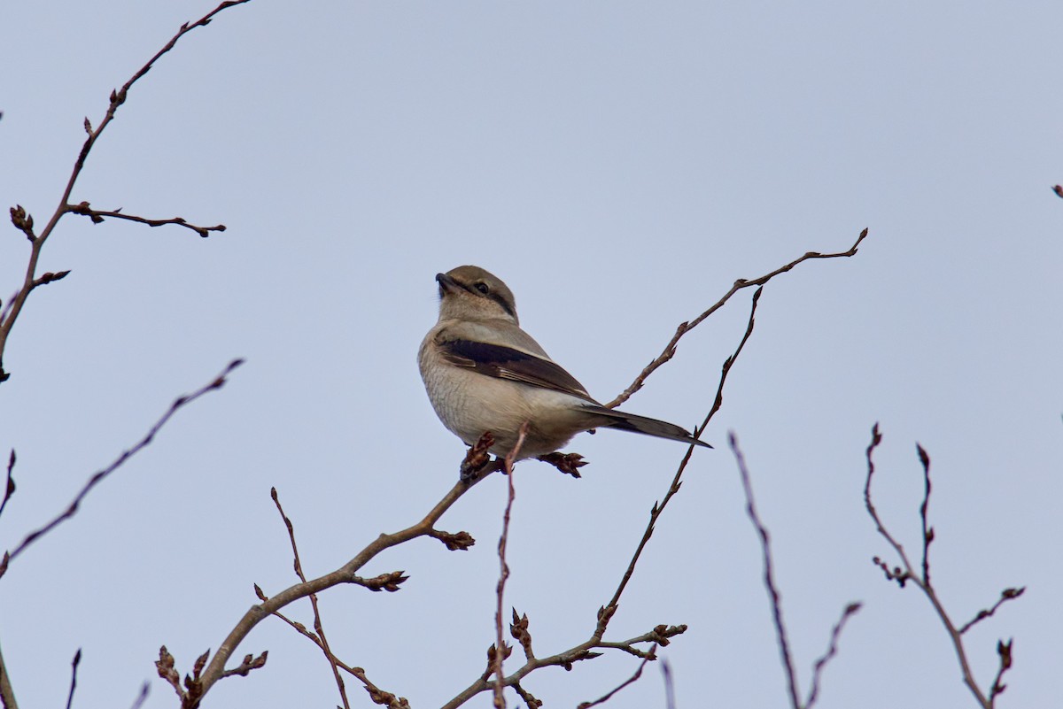 Northern Shrike - ML645698036
