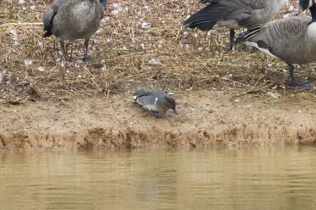 Чирянка мала - ML645698037