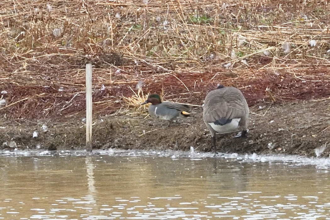 Чирянка мала - ML645698038