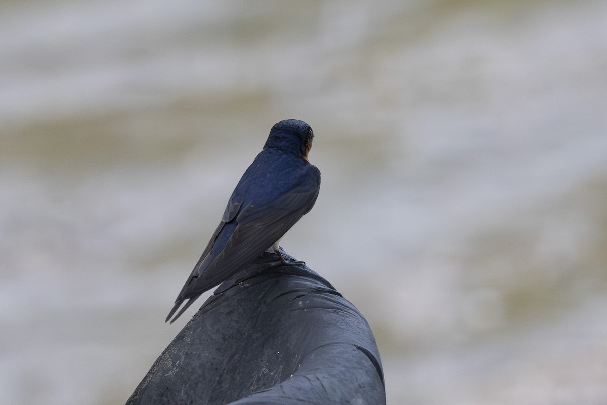 Ластівка австралійська - ML645698039