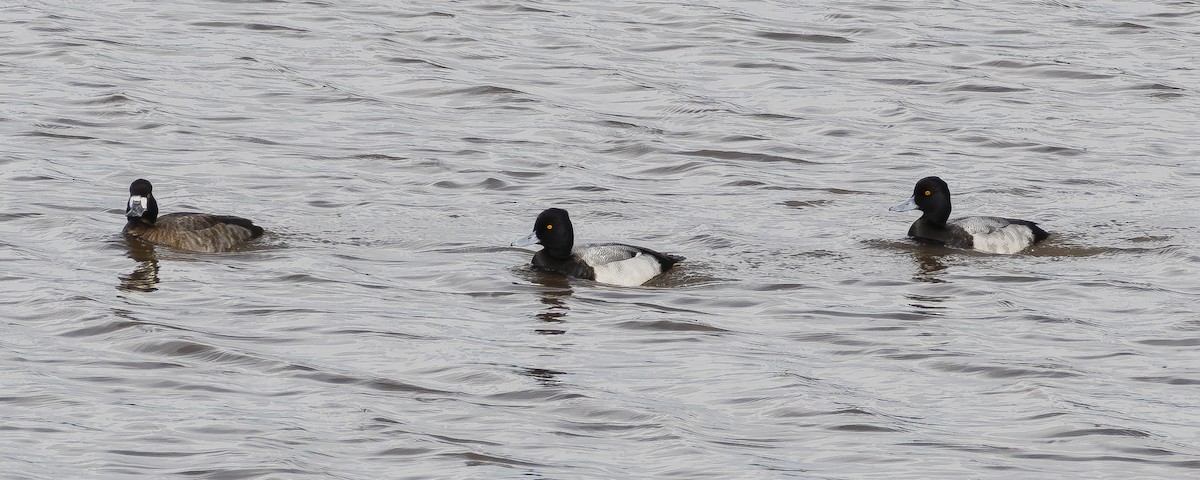 Чернь американська - ML645698040