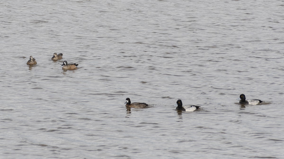 Чернь американська - ML645698041