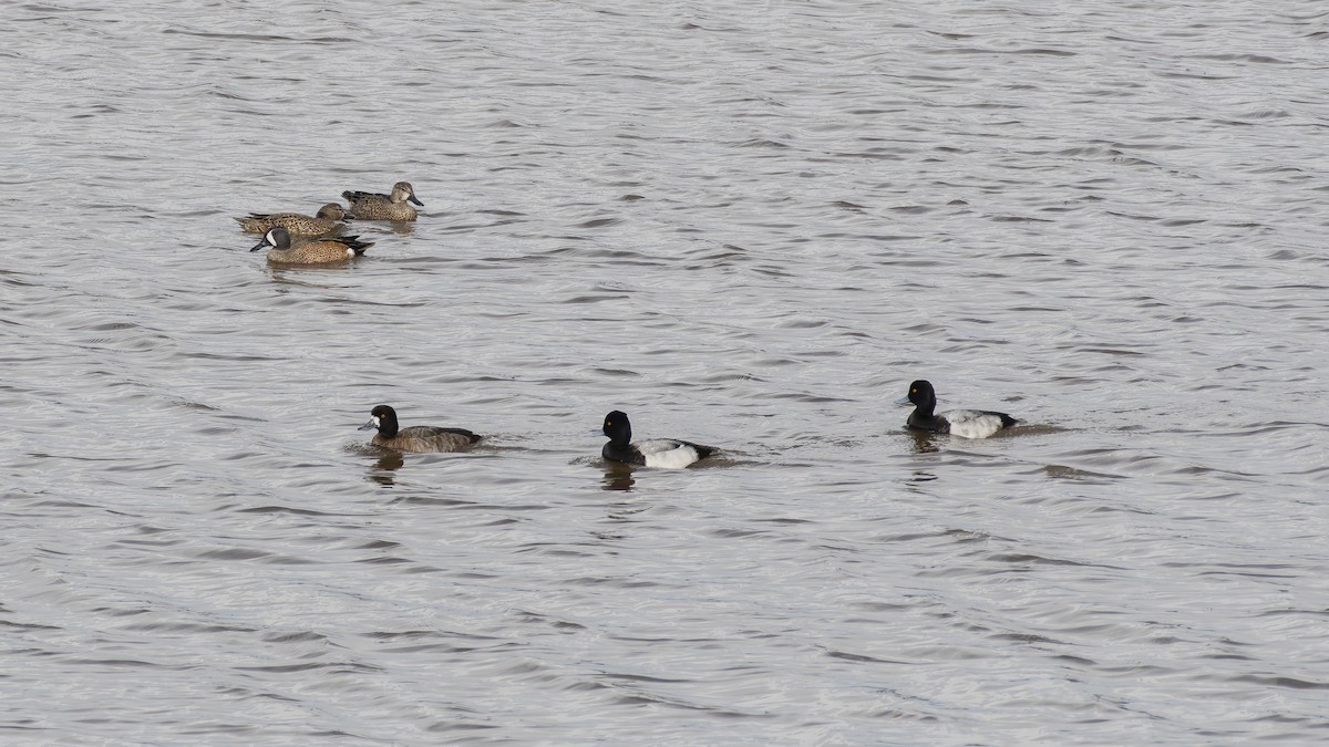 Чернь американська - ML645698042