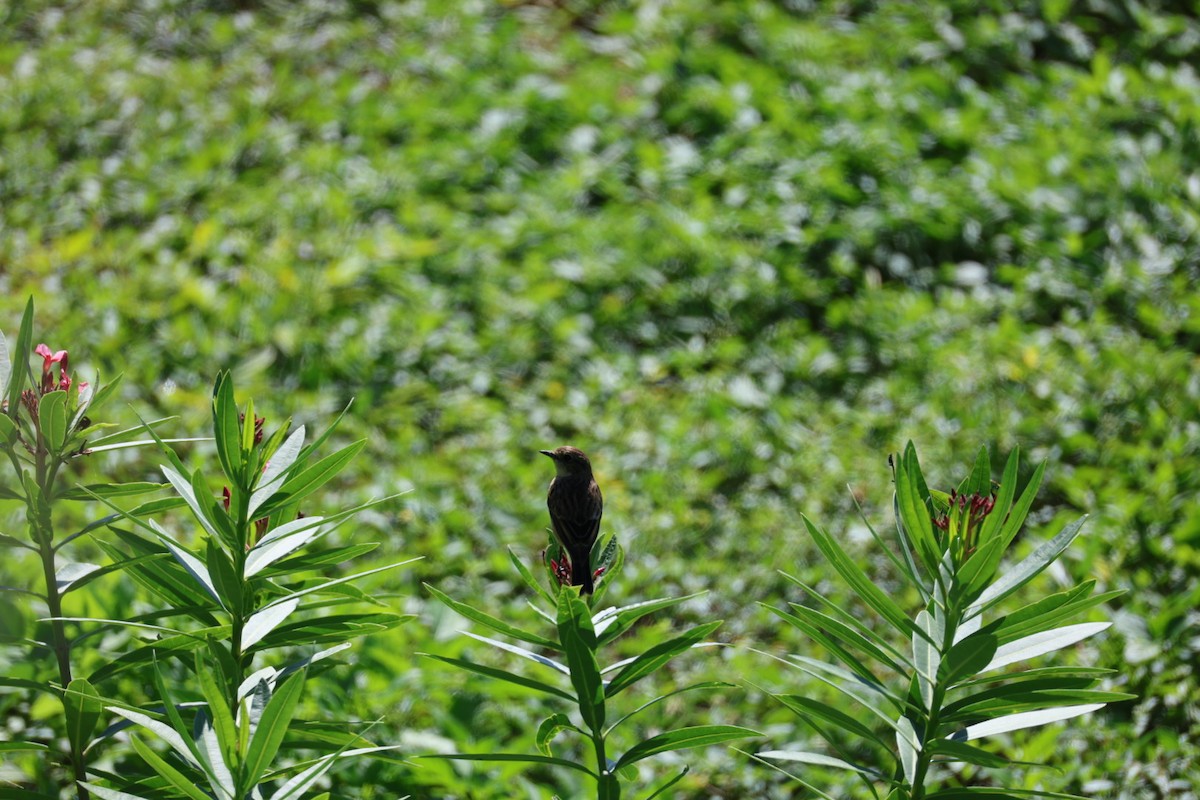 Дронго чорний - ML645698043