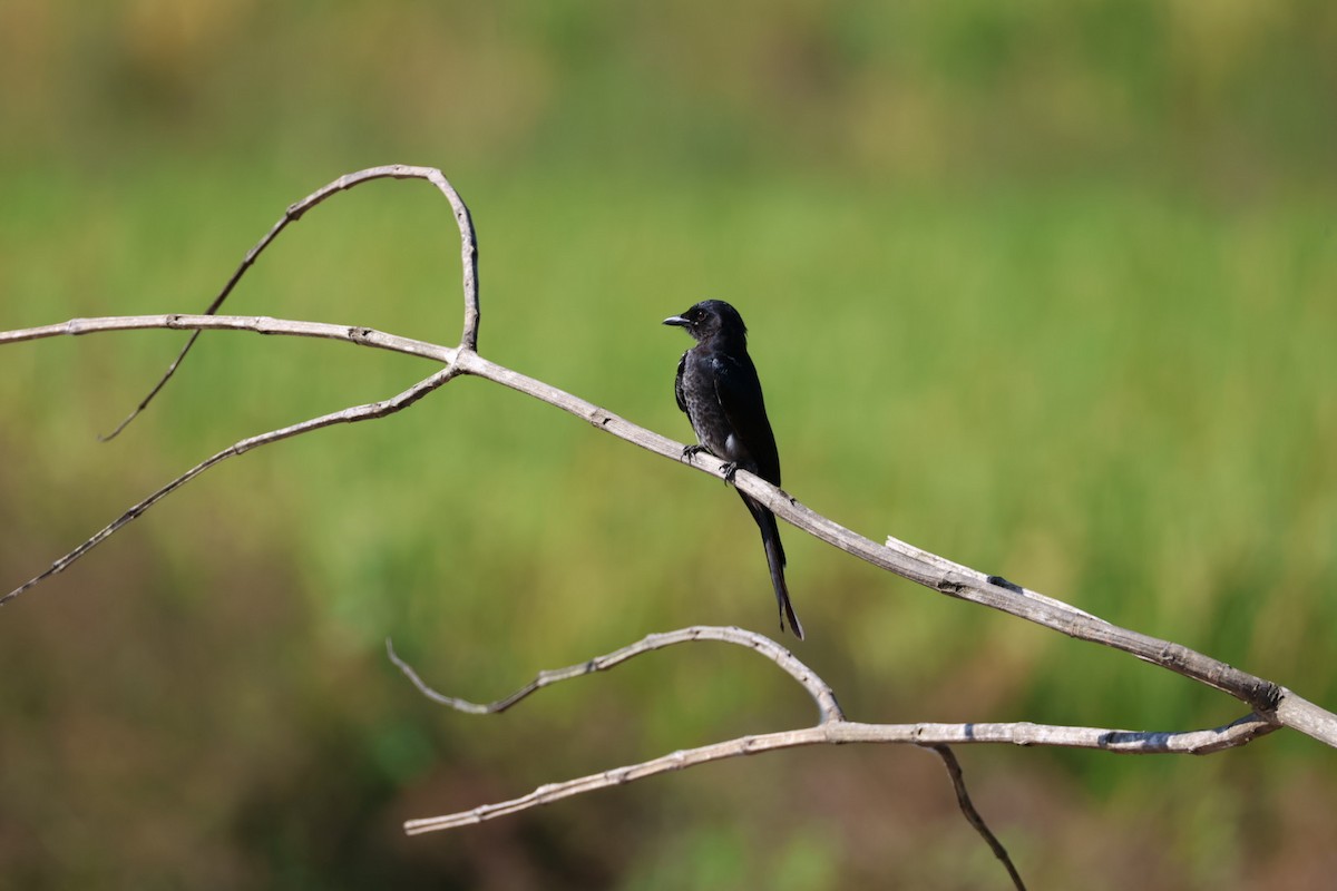 Дронго чорний - ML645698044