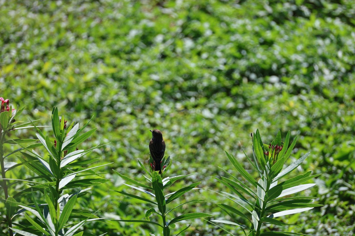 Дронго чорний - ML645698045