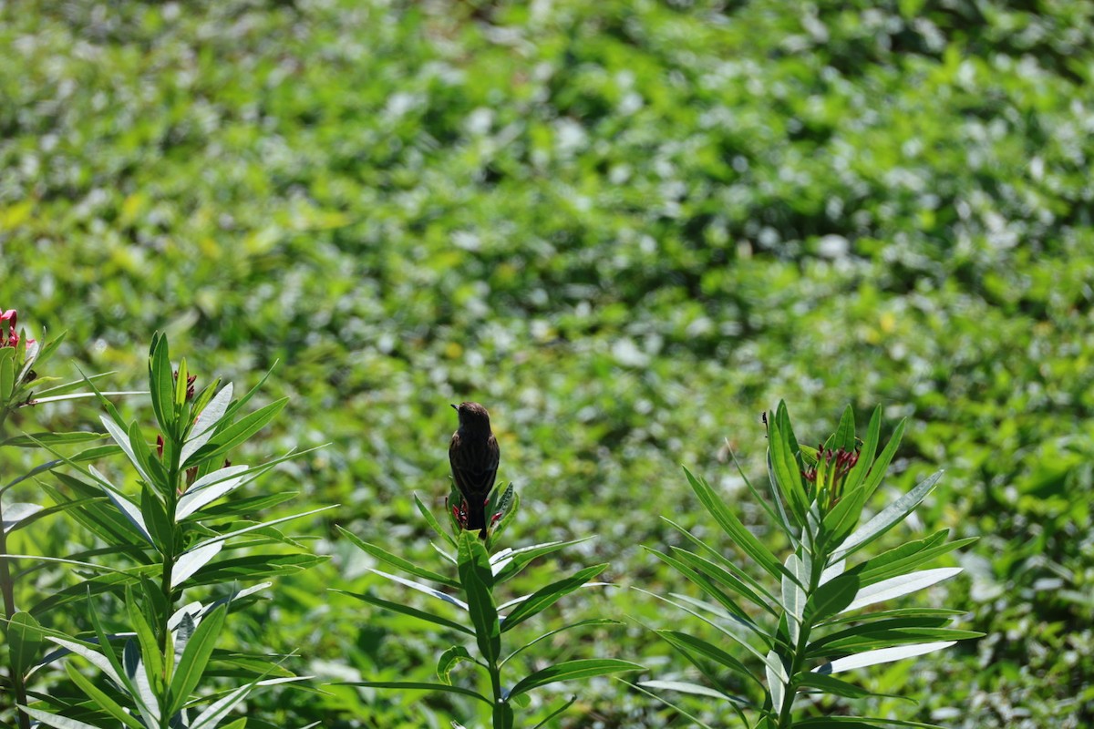 Дронго чорний - ML645698046