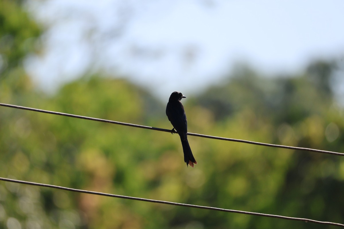 Дронго чорний - ML645698047