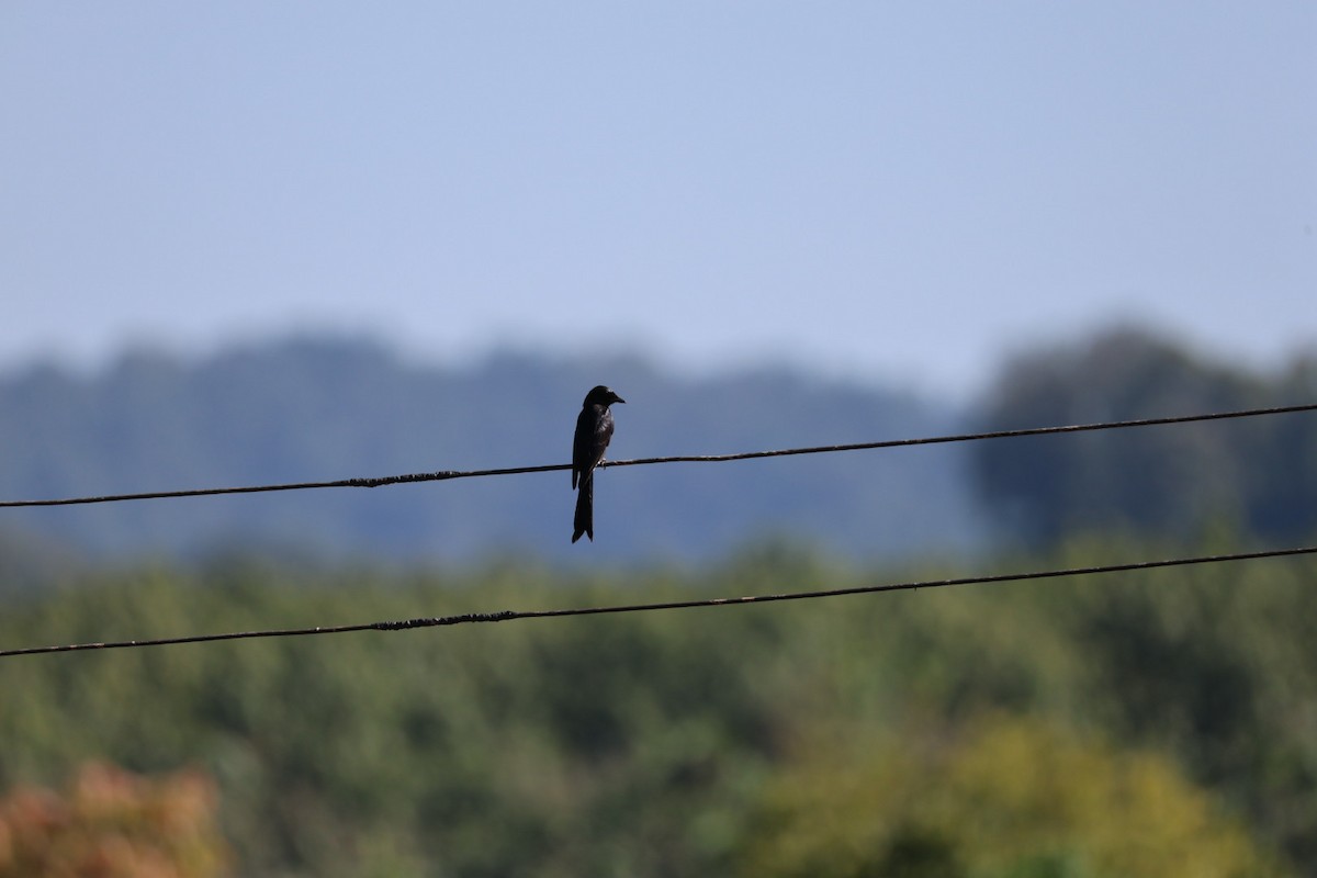 Дронго чорний - ML645698048