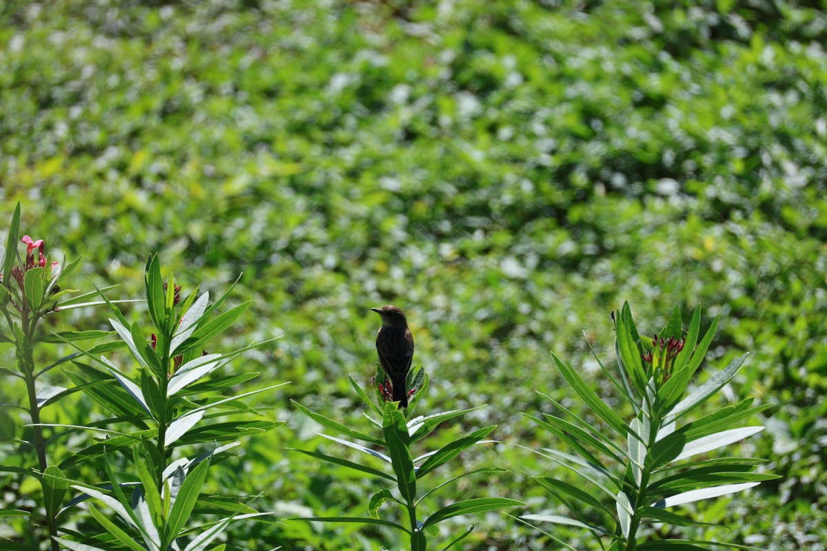 Дронго чорний - ML645698049