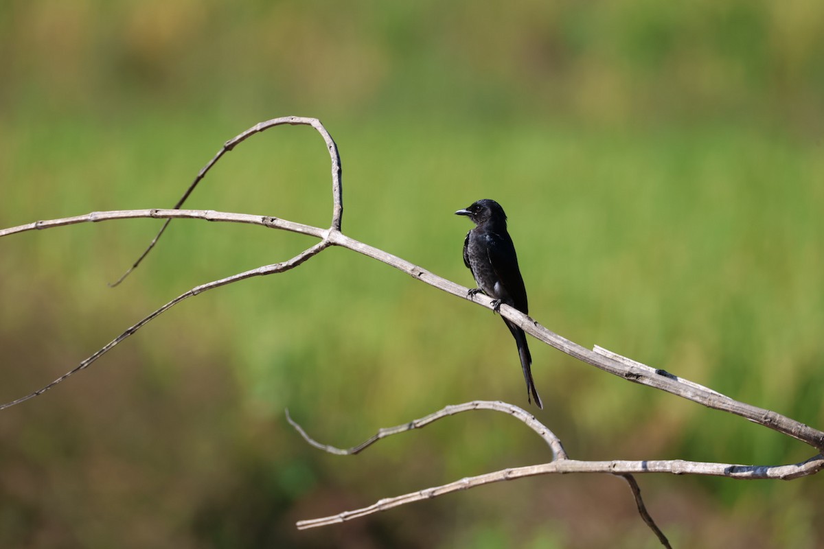 Дронго чорний - ML645698050