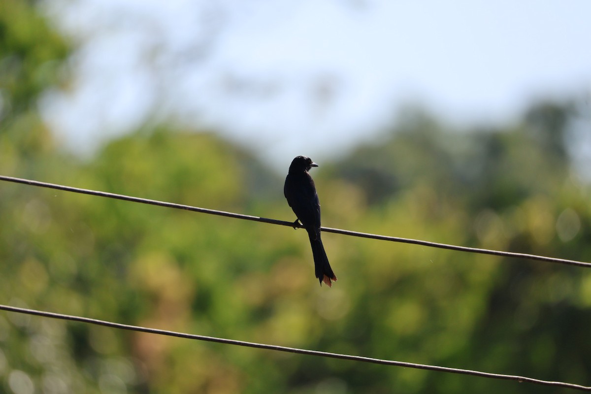 Дронго чорний - ML645698051