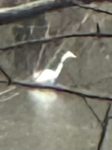 Great Egret - ML645698052