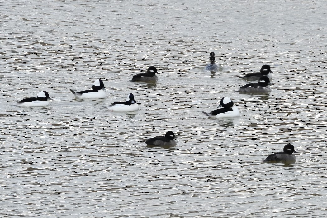 Гоголь малий - ML645698053