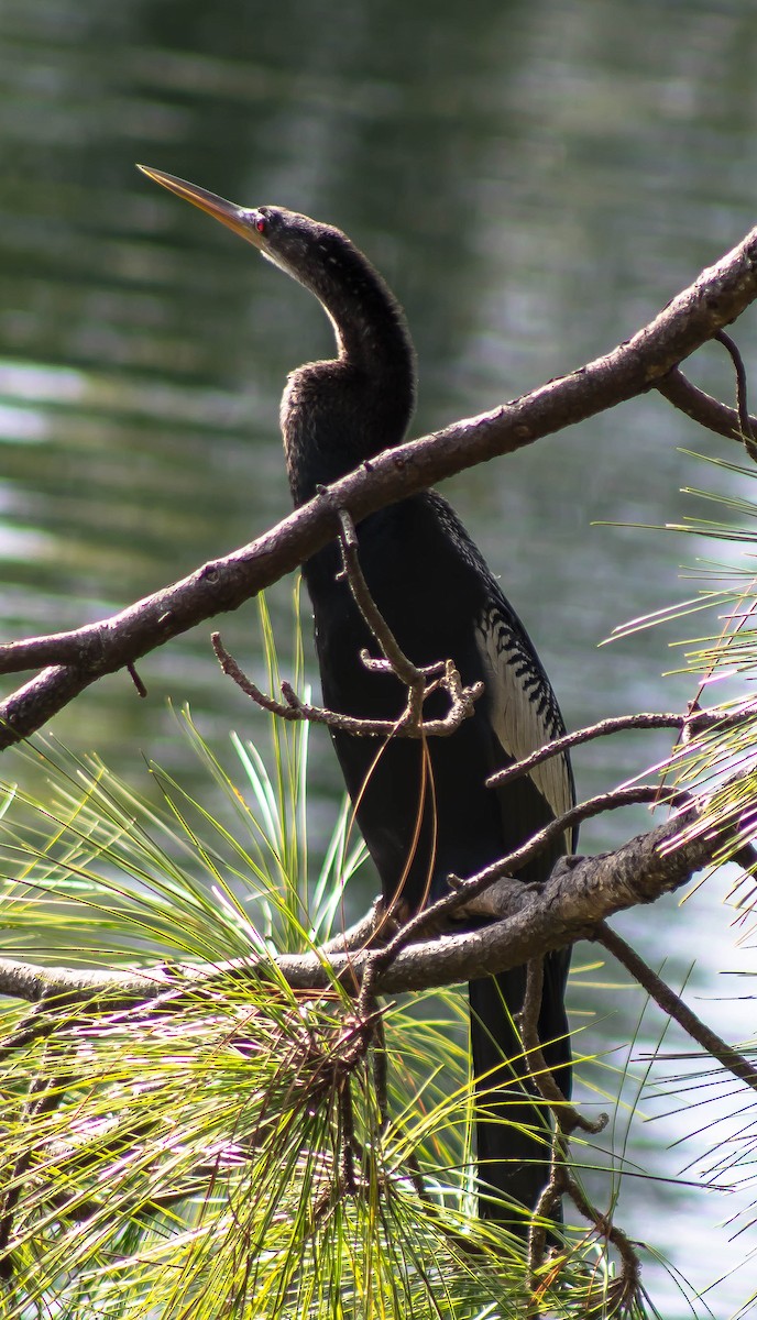 Змієшийка американська - ML645698054