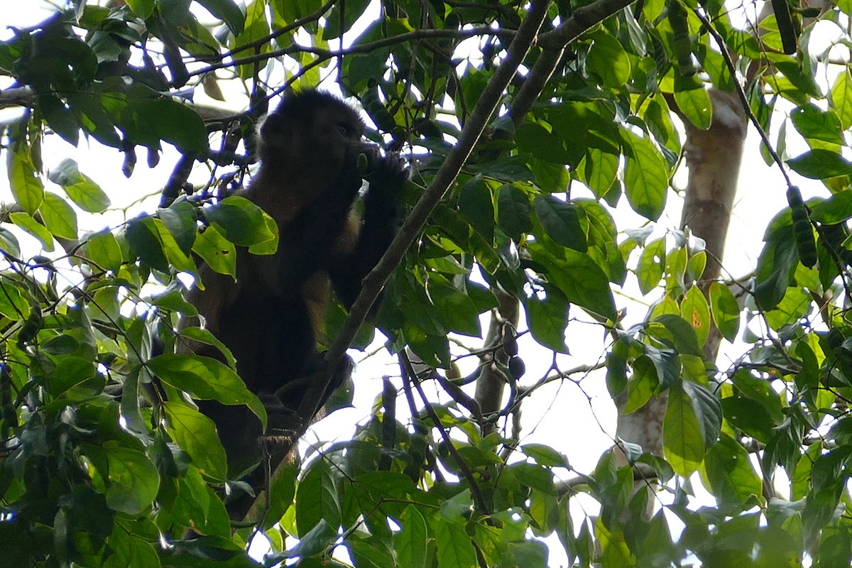 Guianan Brown Capuchin - ML645698056