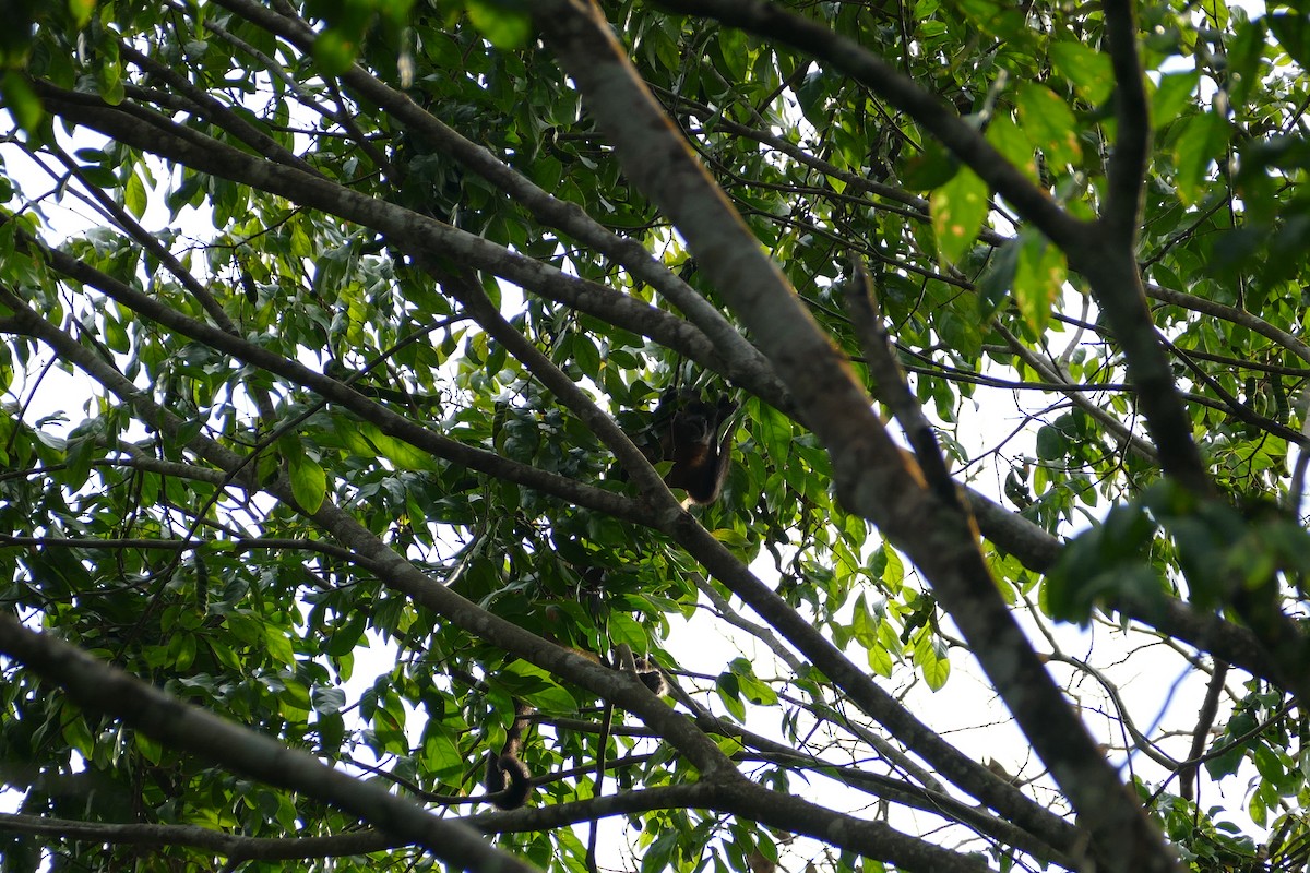 Guianan Brown Capuchin - ML645698057