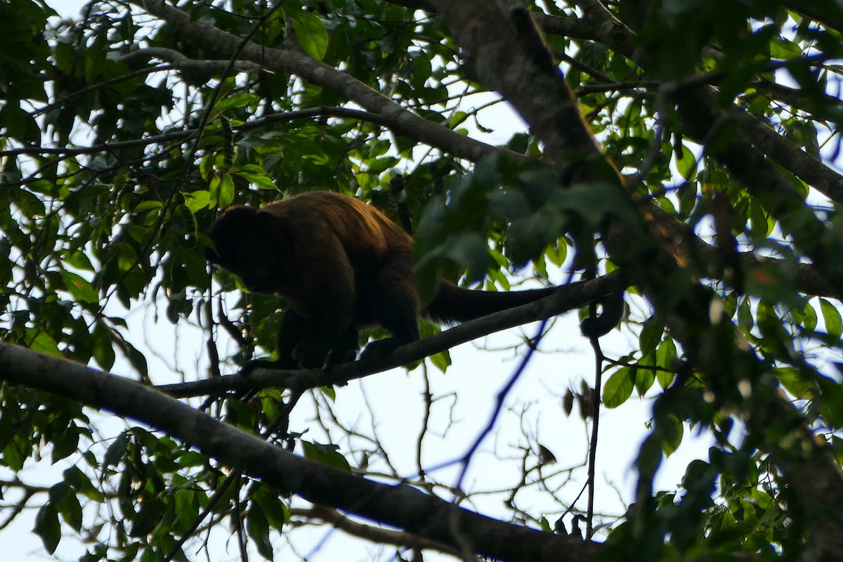 Guianan Brown Capuchin - ML645698058
