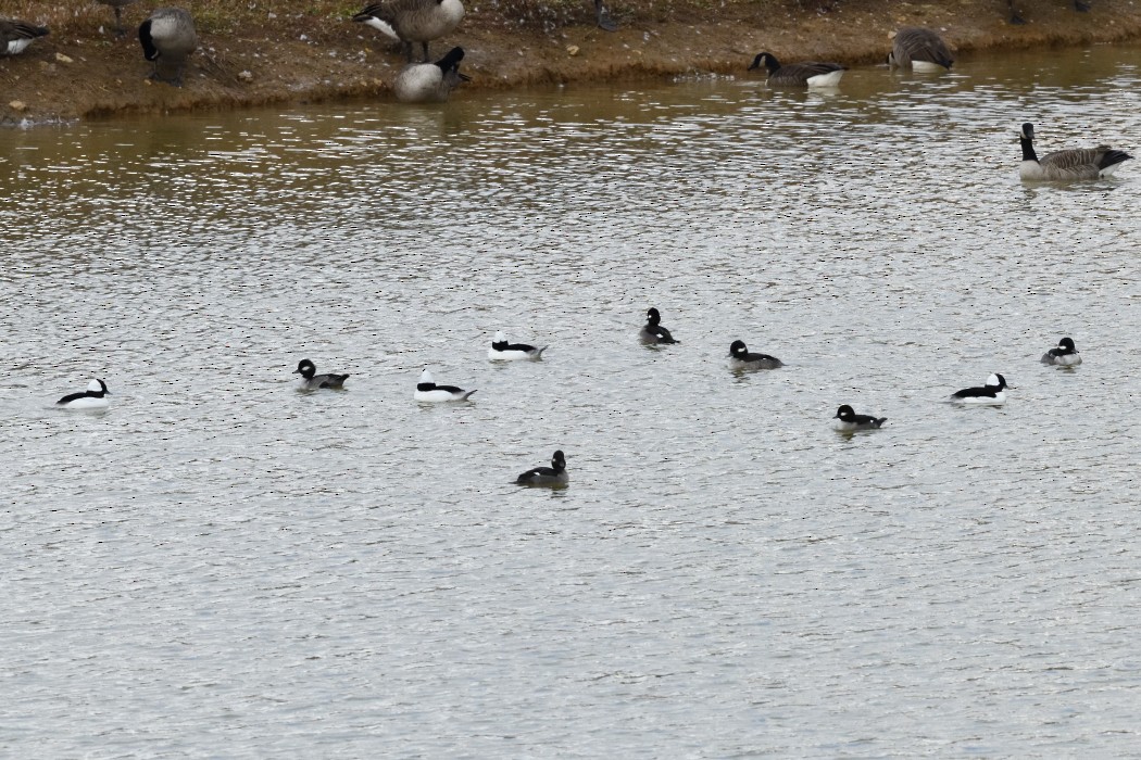 Гоголь малий - ML645698061